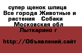 супер щенок шпица - Все города Животные и растения » Собаки   . Московская обл.,Лыткарино г.